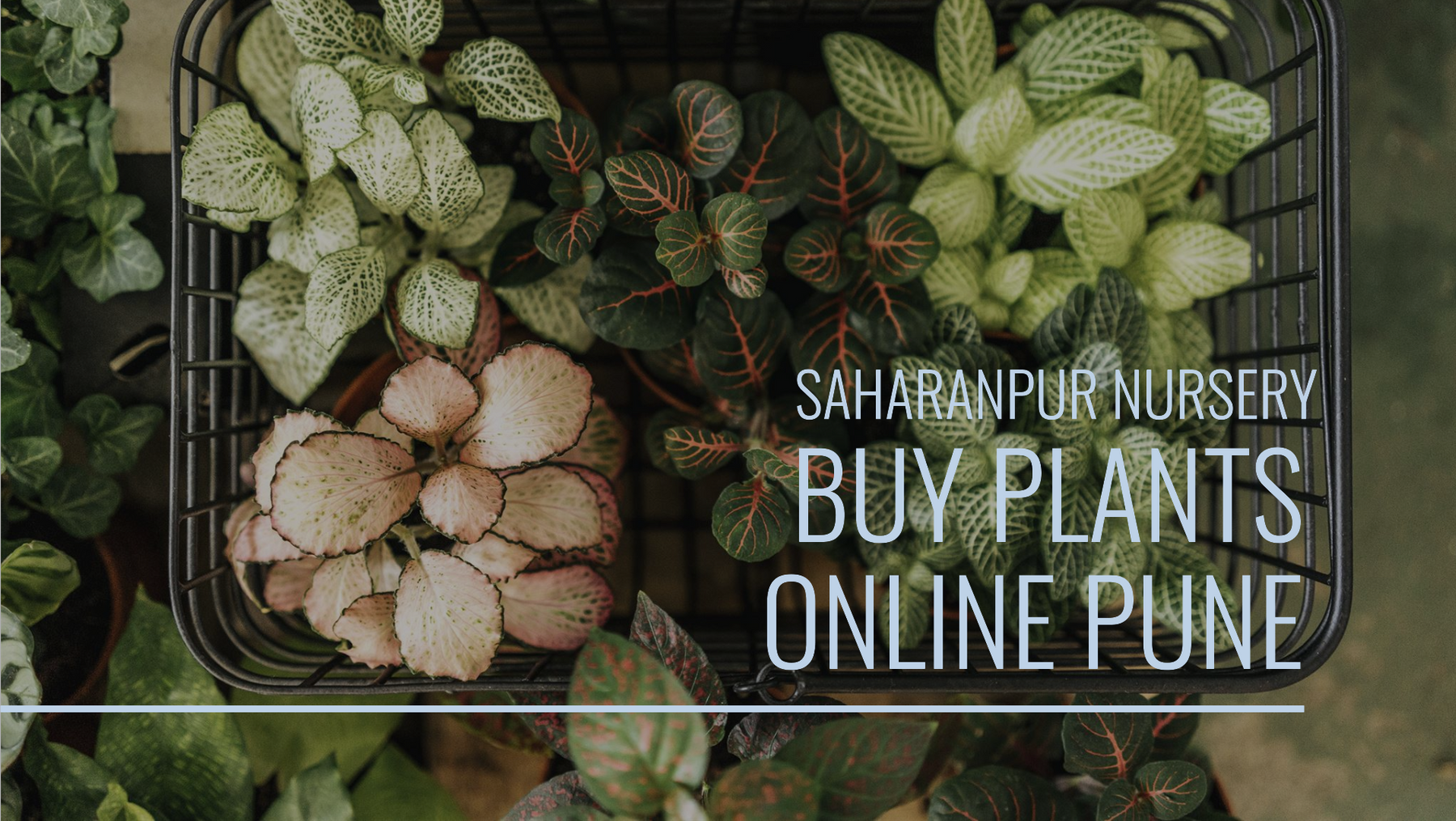 Buy Plants Online Pune: Saharanpur Nursery