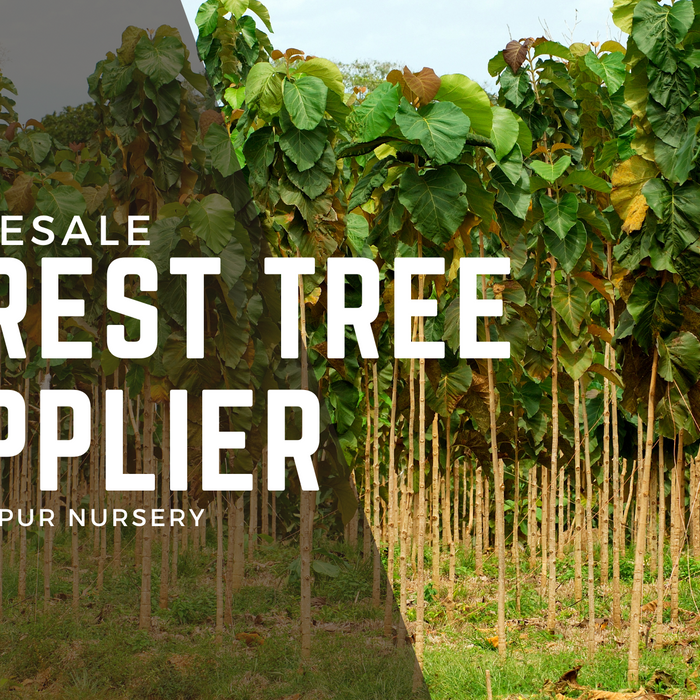 Best Wholesale Forest Tree Supplier in India