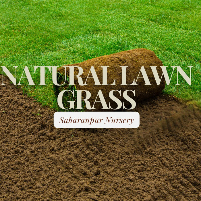 natural lawn grass carpet in Delhi Cantt wholesale supplier price