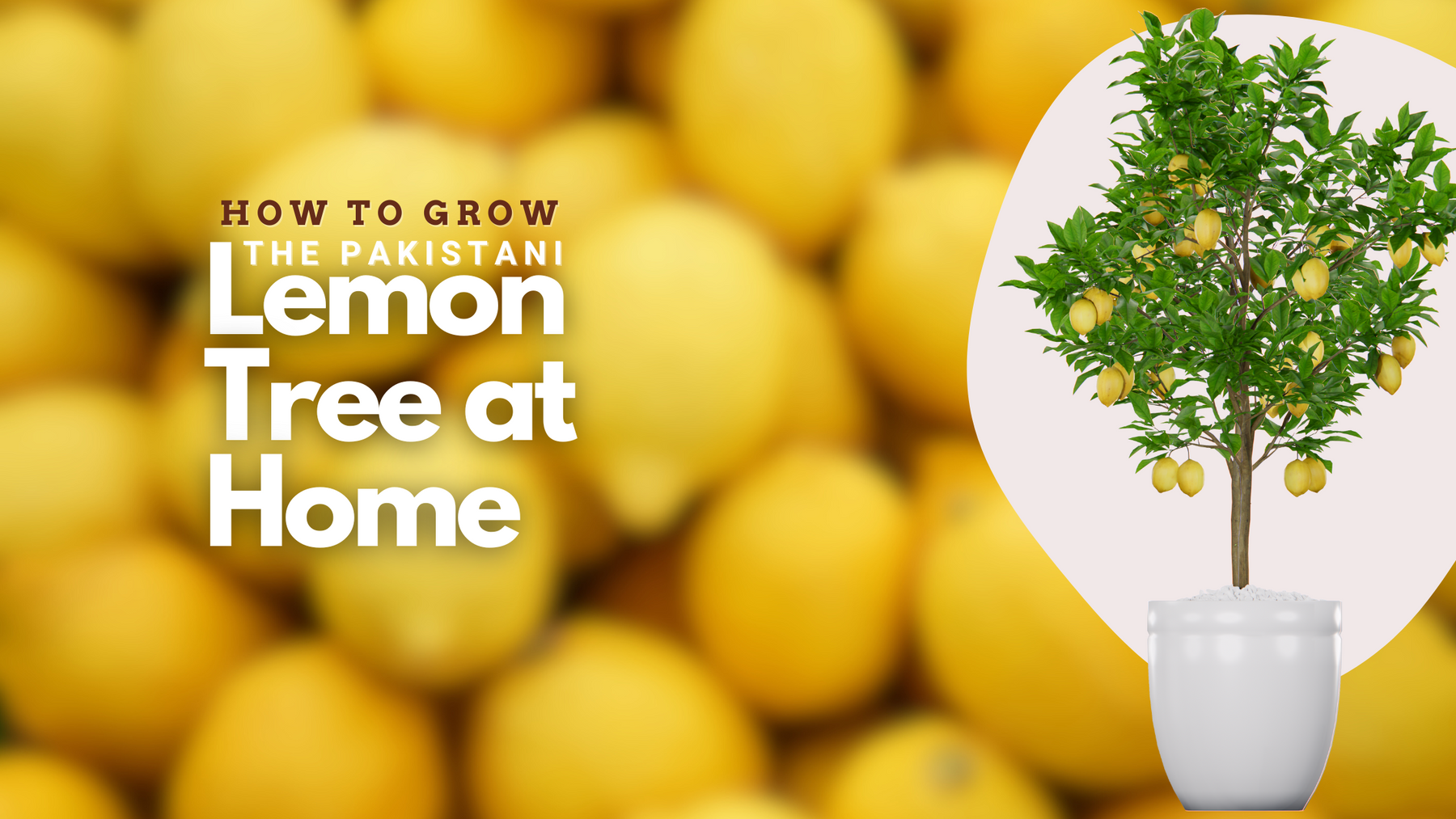 How to Grow Pakistani Lemon at Home: A Simple Guide