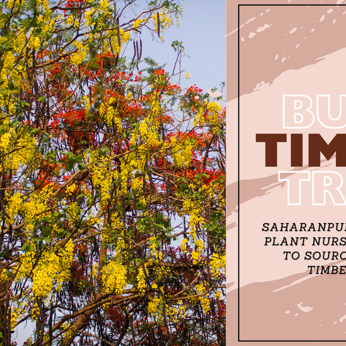 Saharanpur's Top Timber Plant Nursery: Your Go-To Source for Bulk Timber Trees