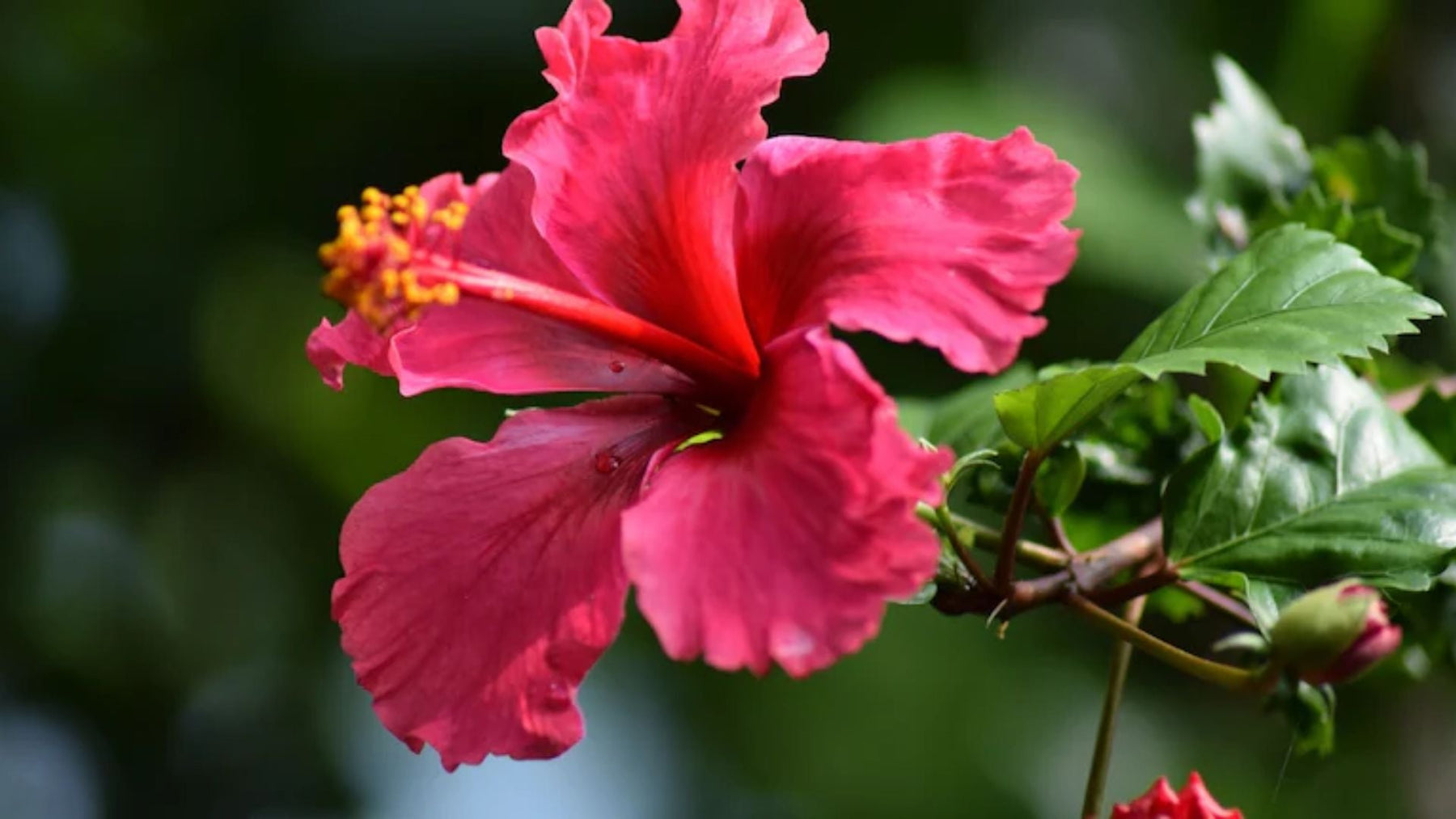 The Magic of Hibiscus: Beauty, Culture and Natural Healing in India