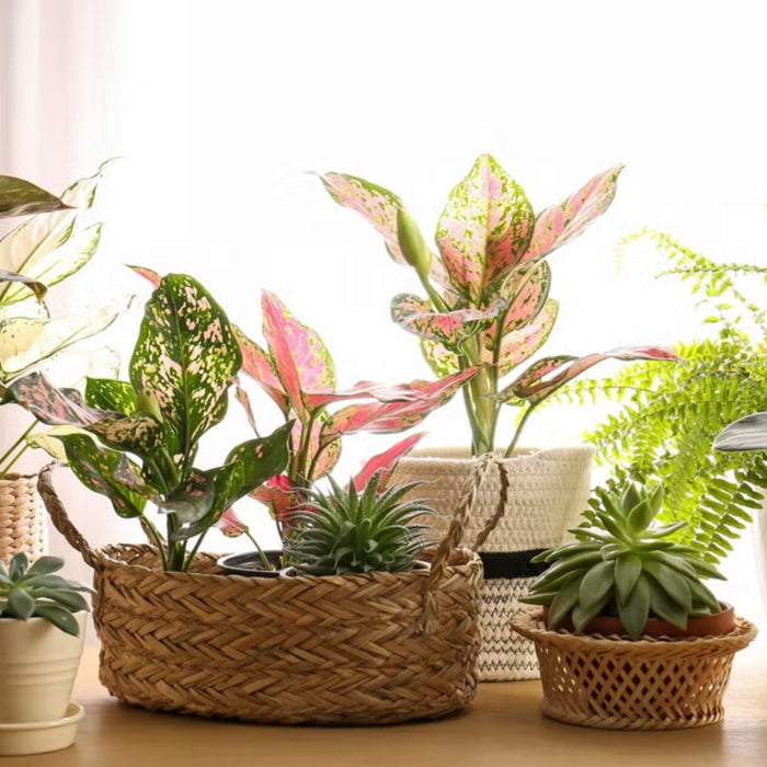 Pet-Friendly Houseplants in India – Safe, Beautiful & Easy to Grow