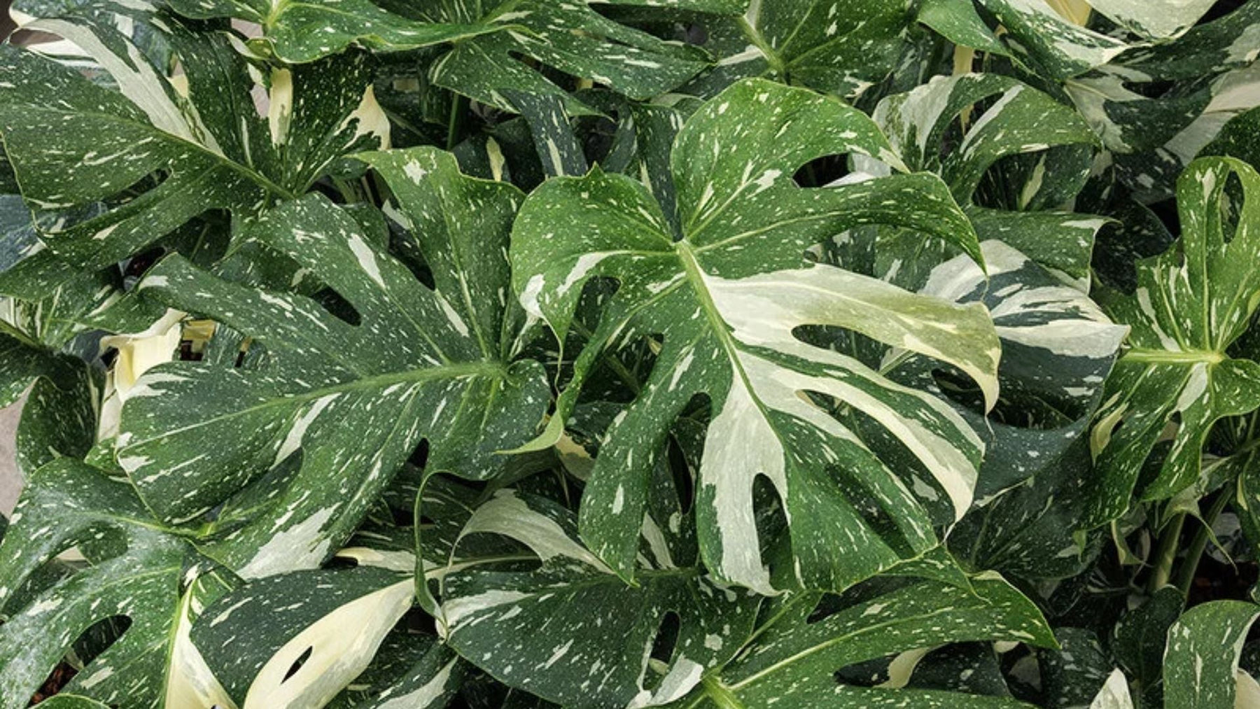 Monstera Plant Care in India – Easy Indoor Care Guide for a Tropical Jungle Look