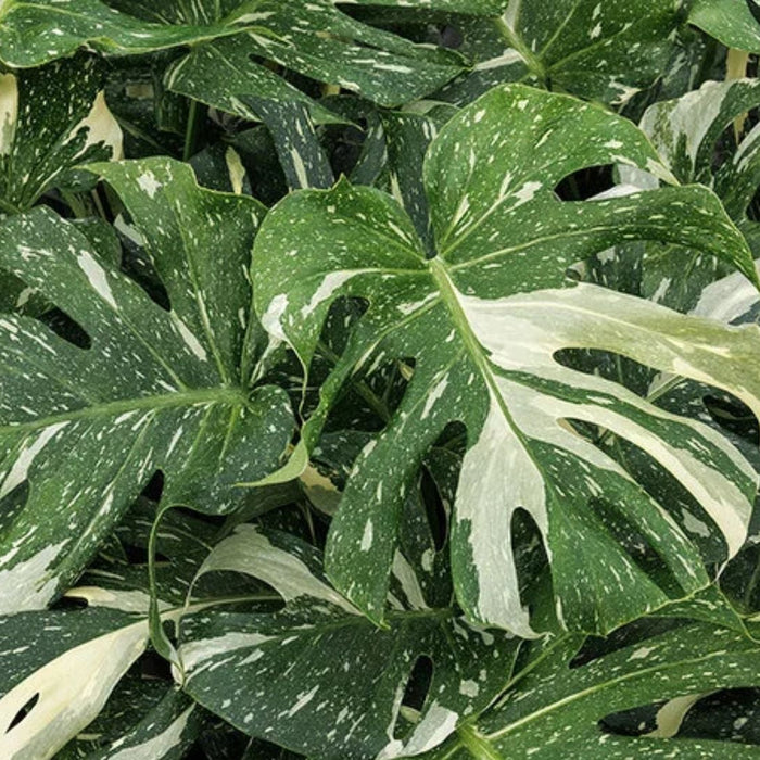 Monstera Plant Care in India – Easy Indoor Care Guide for a Tropical Jungle Look