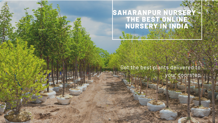 Best Online Nursery in India: Saharanpur Nursery