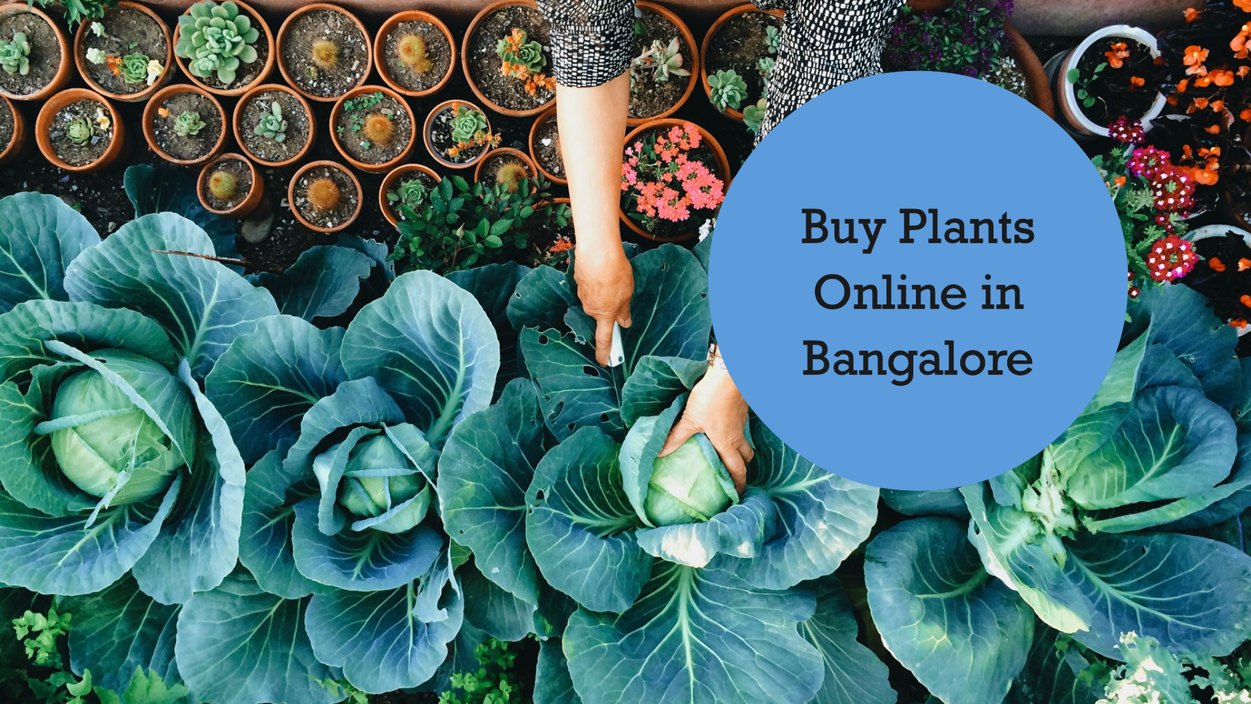 Buy Plants Online Bangalore: Your Ultimate Guide with Saharanpur Nursery