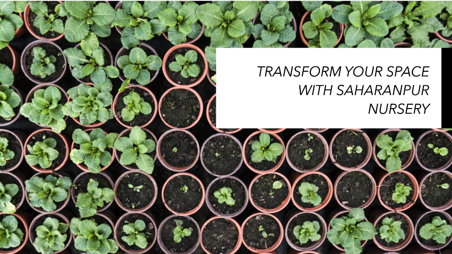 Buy Plants Online Delhi: Transform Your Space with Saharanpur Nursery