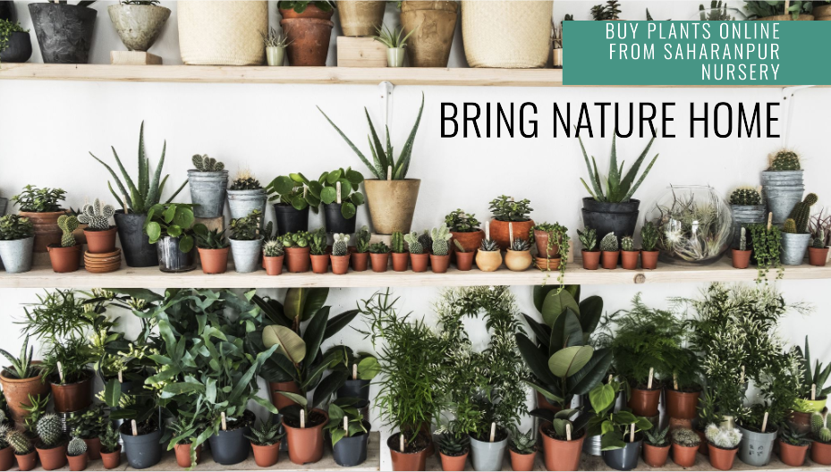 Buy Plants Online Kolkata: Saharanpur Nursery