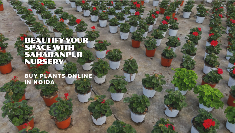 Buy Plants Online Noida: Beautify Your Space with Saharanpur Nursery