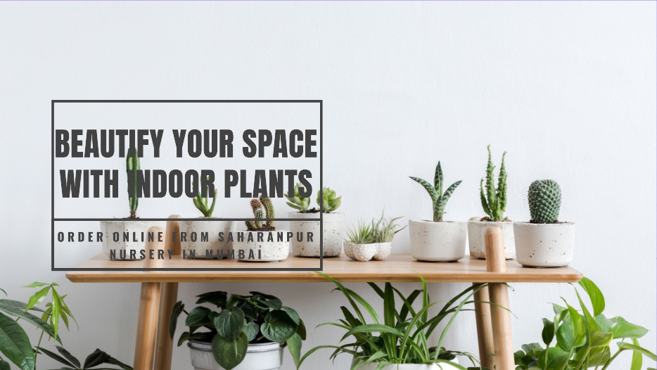 Indoor Plants Online Mumbai: Beautify Your Space with Saharanpur Nursery