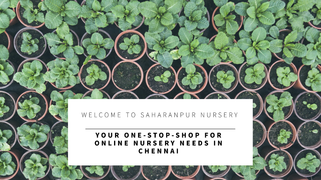 Online Nursery Chennai: Saharanpur Nursery