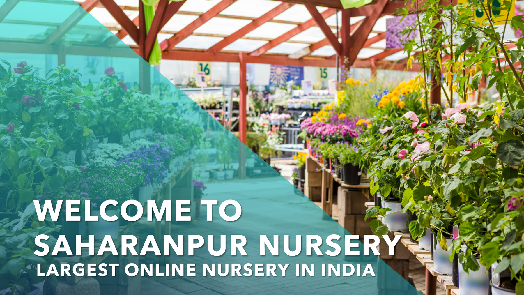 Online Nursery India: Saharanpur Nursery