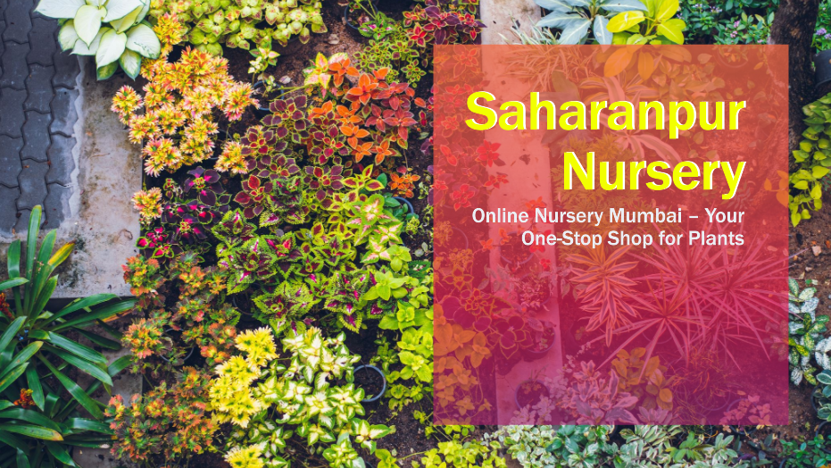 Online Nursery Mumbai: Saharanpur Nursery – Your One-Stop Shop for Plants