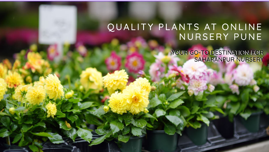 Online Nursery Pune: Your Go-To Destination for Quality Plants - Saharanpur Nursery