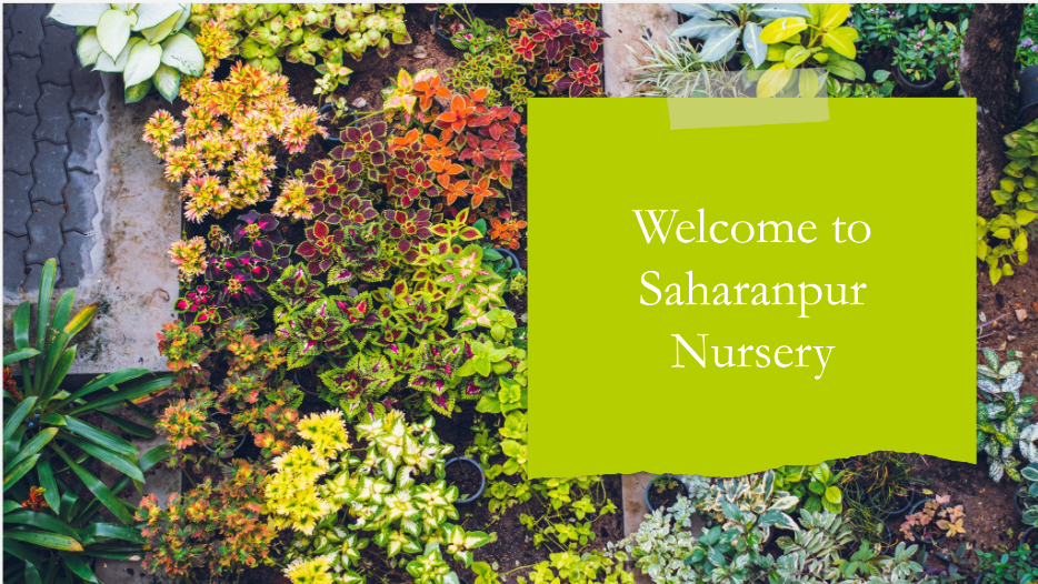 Online Plant Nursery Bangalore: Saharanpur Nursery