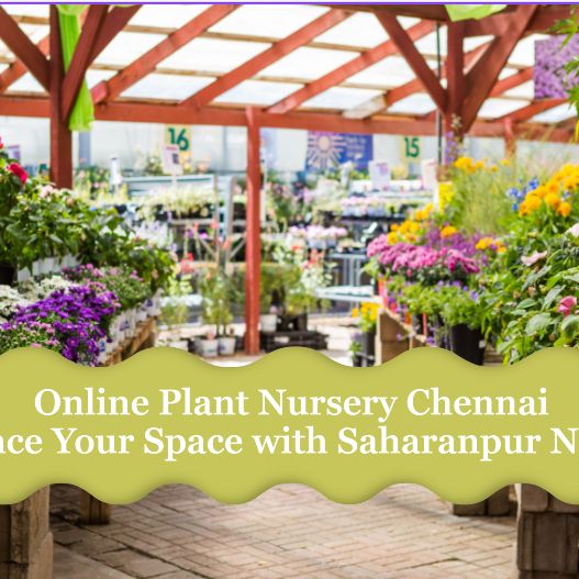 Online Plant Nursery Chennai: Enhance Your Space with Saharanpur Nursery