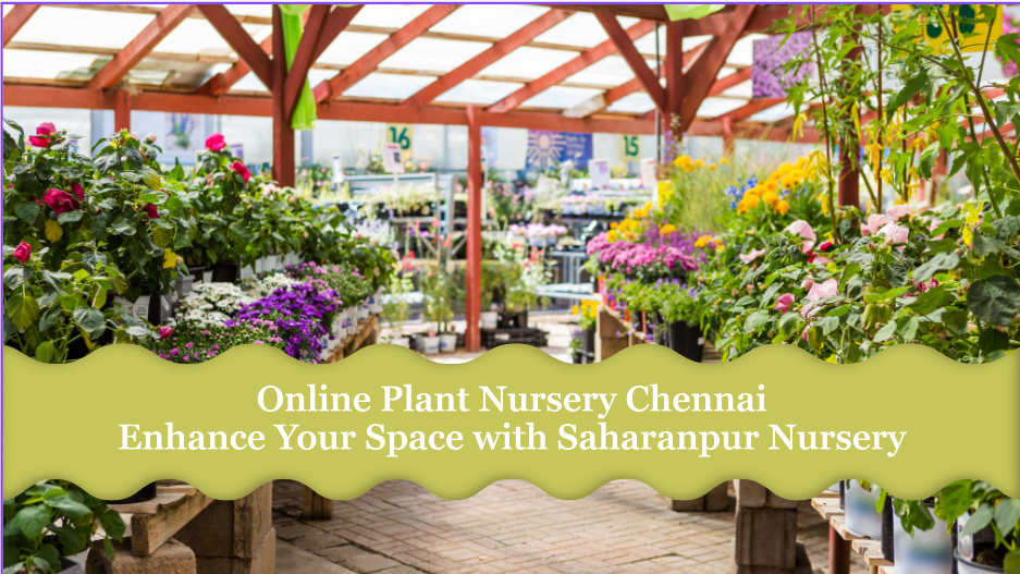 Online Plant Nursery Chennai: Enhance Your Space with Saharanpur Nursery