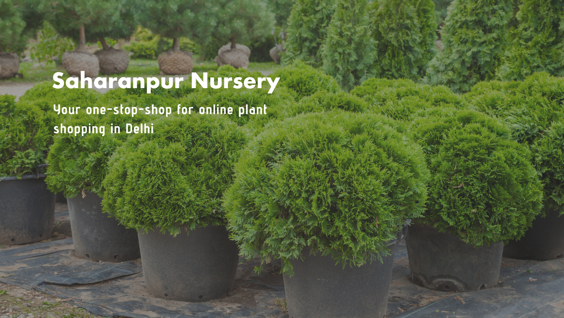 Online Plant Nursery Delhi: Saharanpur Nursery