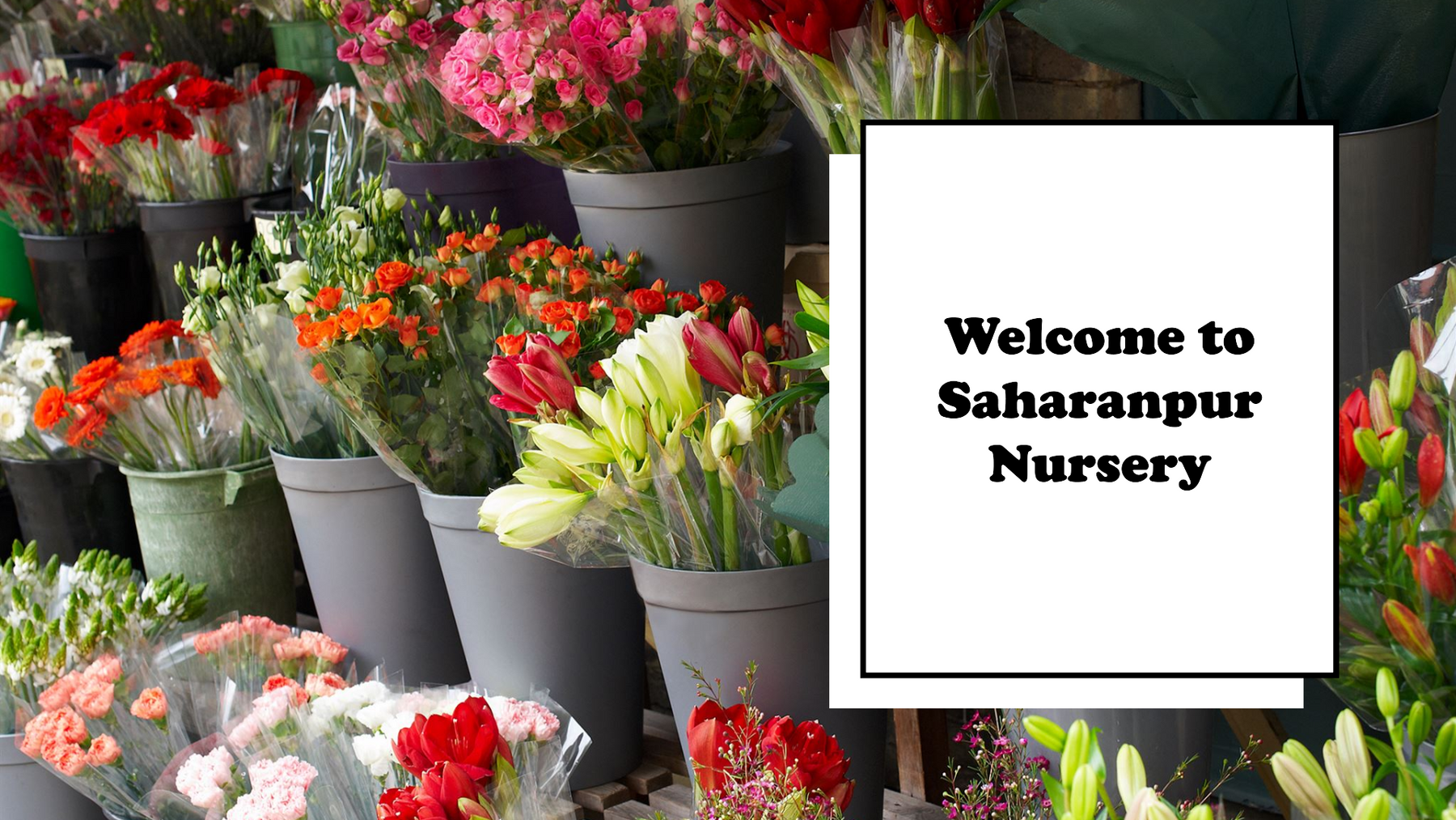 Online Plant Nursery Mumbai: Saharanpur Nursery