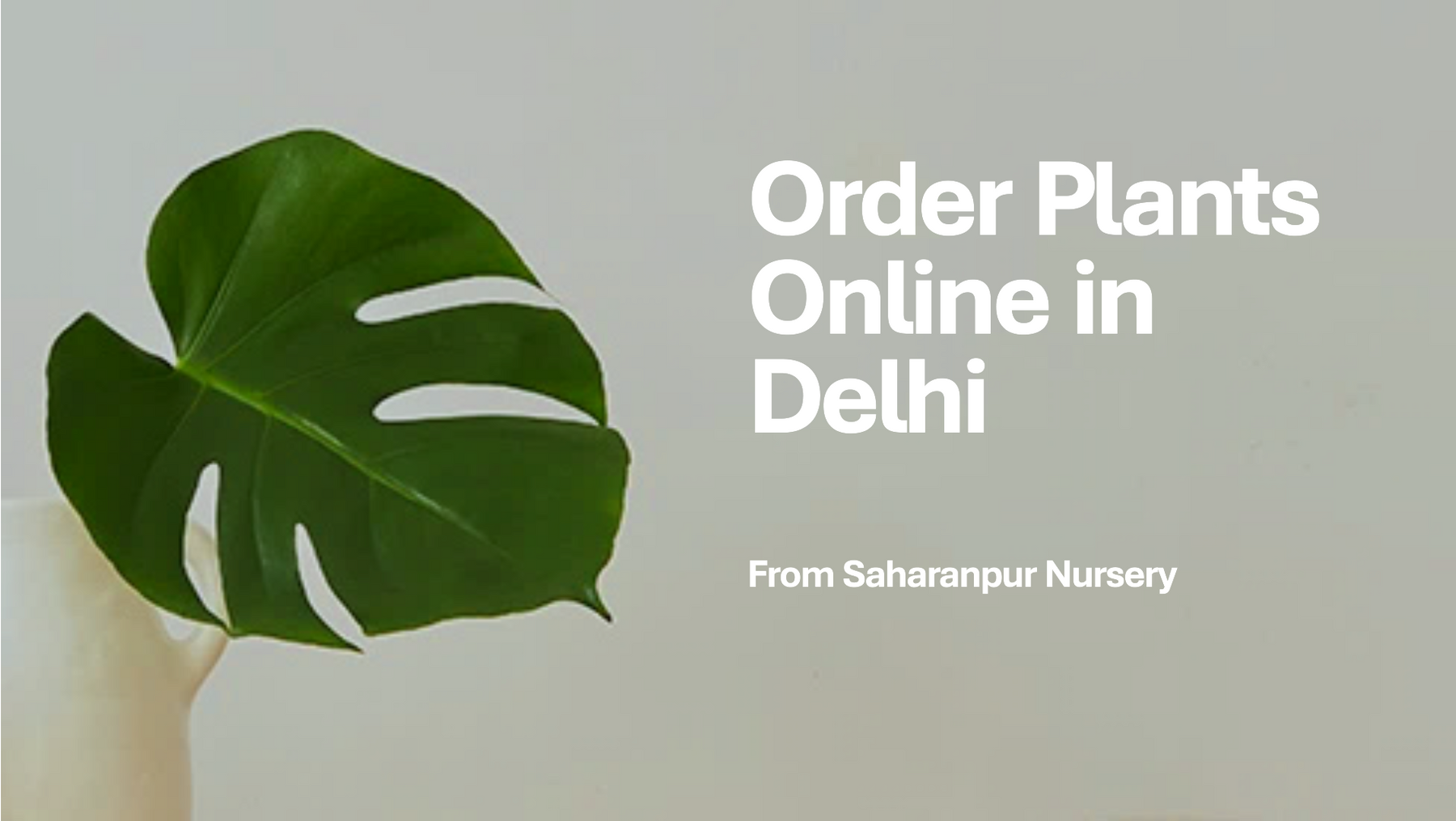 Order Plants Online Delhi: Saharanpur Nursery