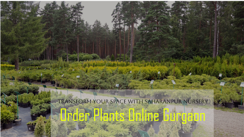 Order Plants Online Gurgaon: Transform Your Space with Saharanpur Nursery