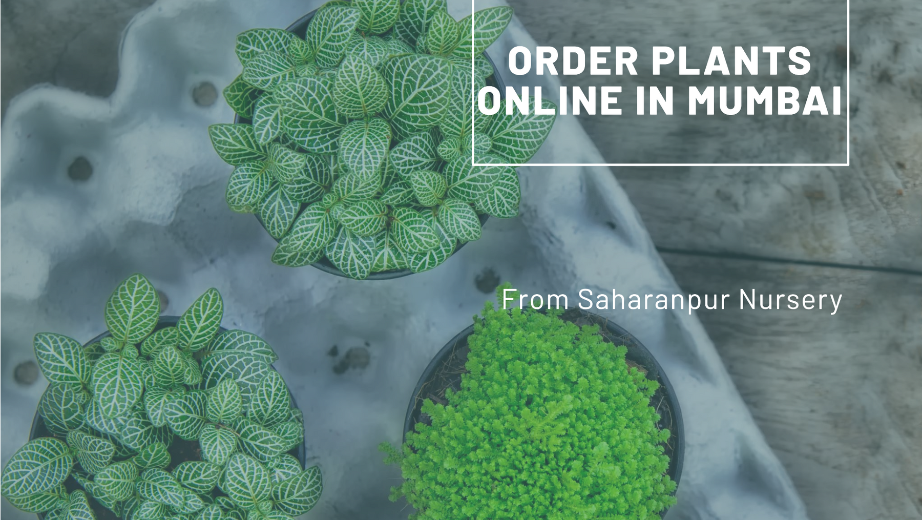 Order Plants Online Mumbai: Saharanpur Nursery