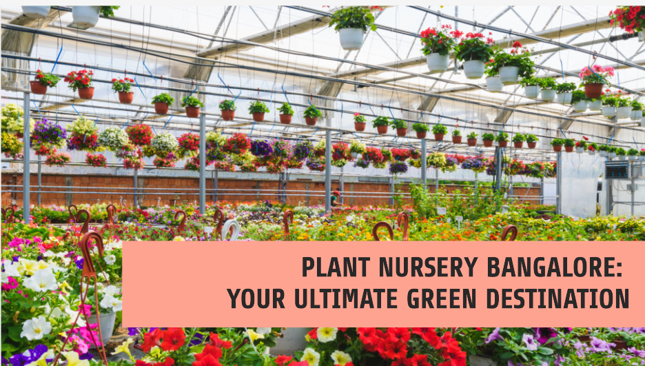Plant Nursery Bangalore: Your Ultimate Green Destination