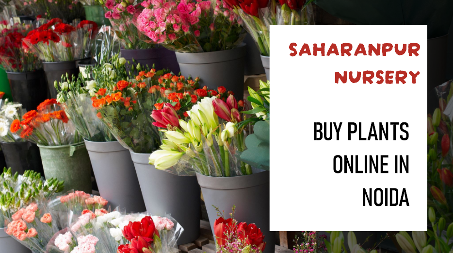 Buy Plants Online Noida: Saharanpur Nursery