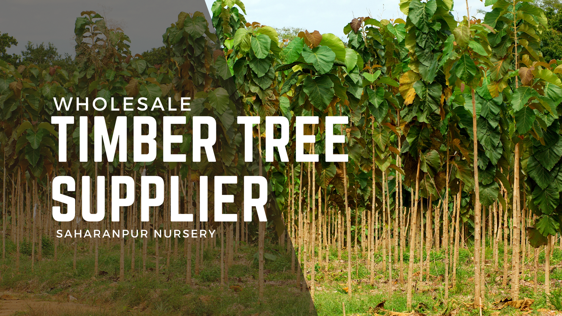 India’s Best Timber Nursery for Wholesale Timber Trees in India