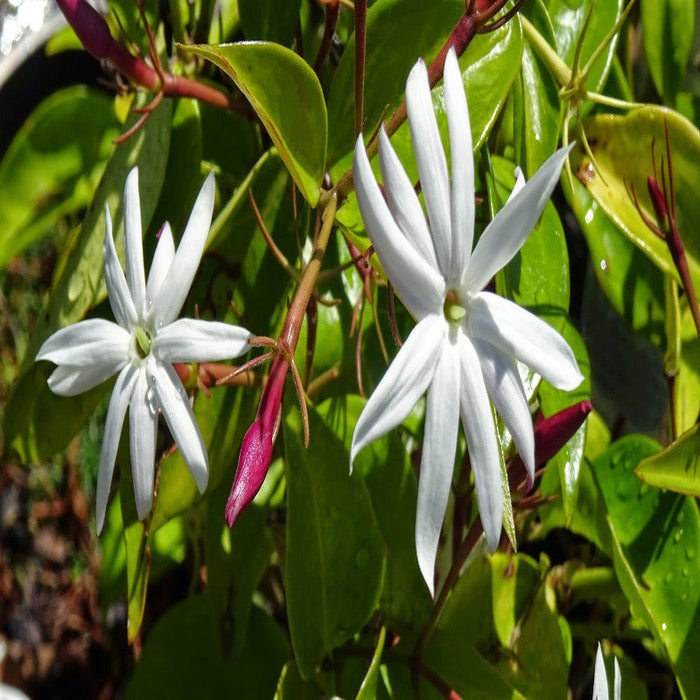 Angel wing jasmine - Creepers & Climbers