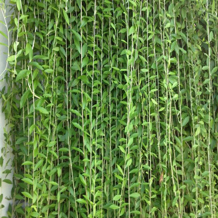 Curtain Creeper - Creepers & Climbers