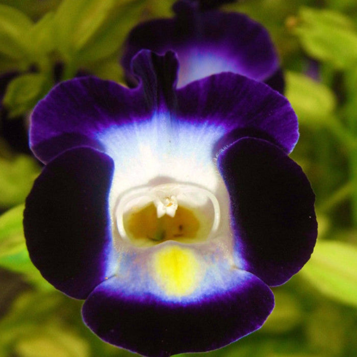 Torenia Violet - SEASONALS