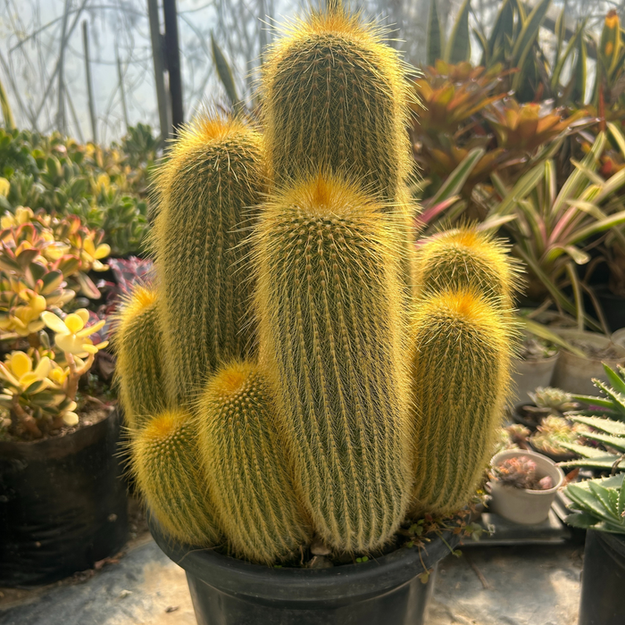 Golden Barrel Cactus – Beautiful Desert Plant for Home & Garden Décor