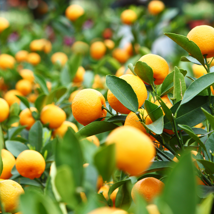 China orange - Fruits plant & Tree