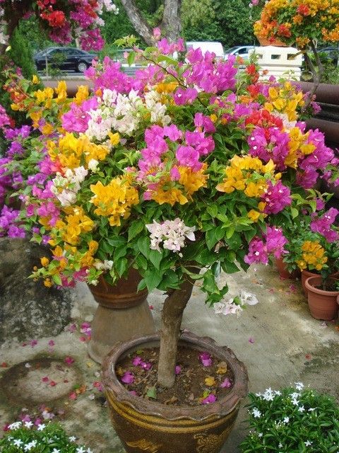 Buy Grafted Bougainvillea Plant (Multicolour Multigrafted) – Wholesale & Retail