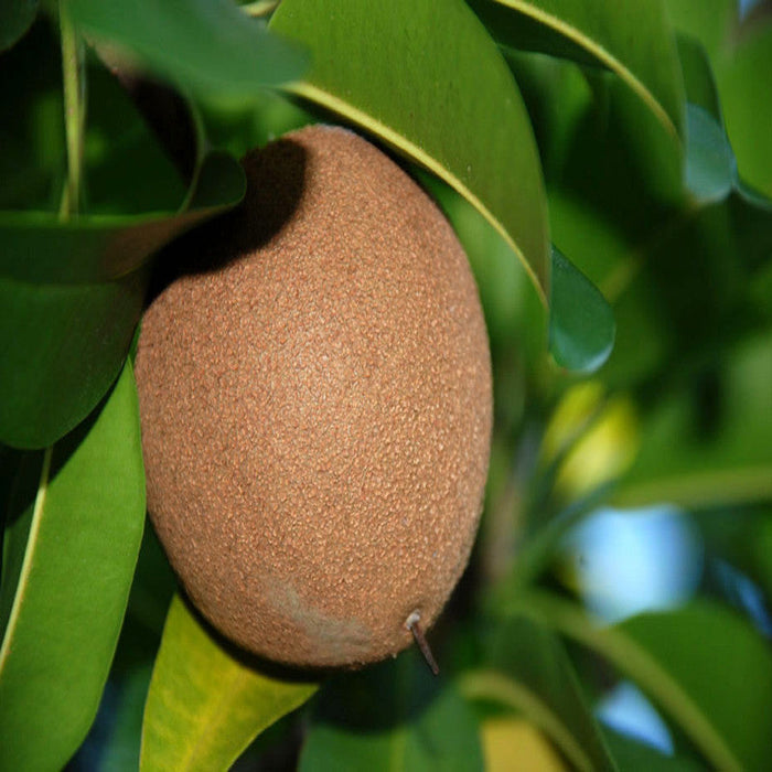 Chikoo-Pala(Grafted)- Fruit Plants & Tree