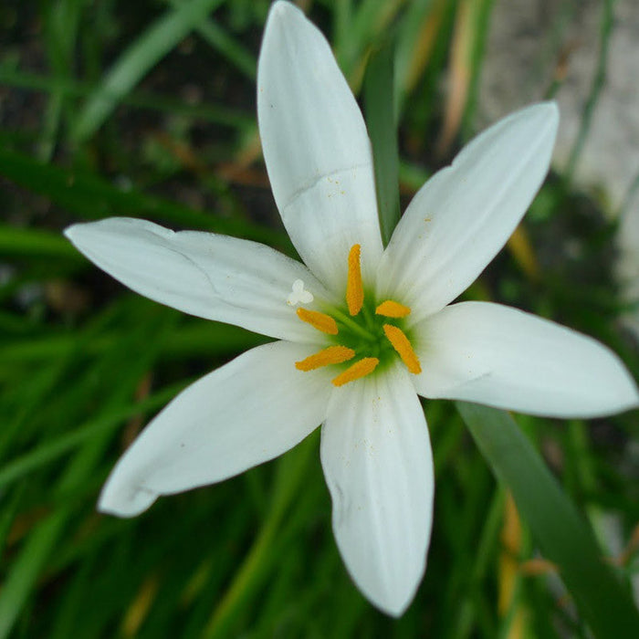 Rain lily White - Flowering Plants