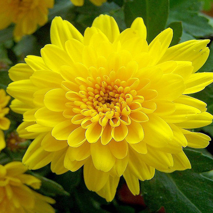 Chrysanthemum Yellow - Seasonal Plants