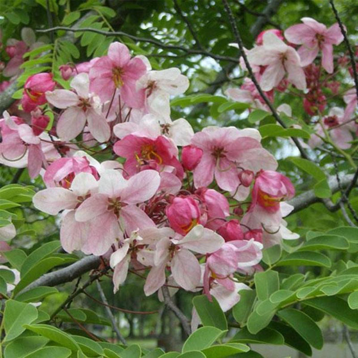 Cassia Javanica / Pink Shower Tree - Avenue Trees