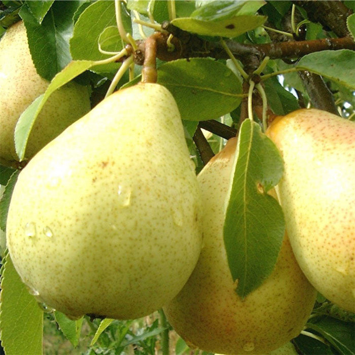 Babugosha/Indian Pear - Fruit Plants & Tree