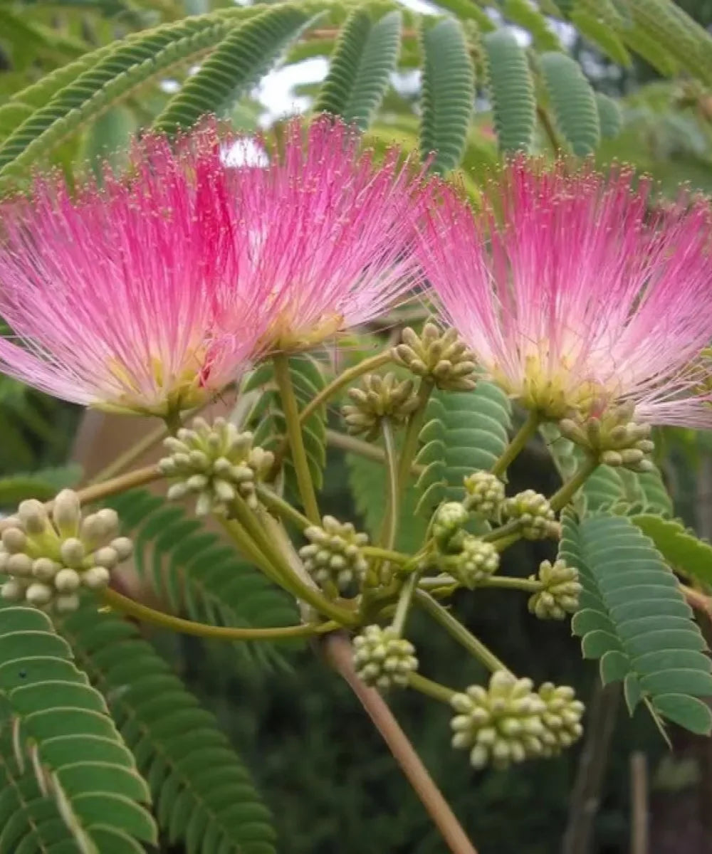 Albizia Julibrissin, Persian Silk Tree, Silk Tree, Timber Tree, Avenue Tree, Ornamental Tree, Saharanpur Nursery, Wholesale Plant Supplier, Wholesale Plant Nursery, Nursery in India, Landscaping Company in India, Plant Exporter in India