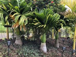 Areca Catechu Dwarf