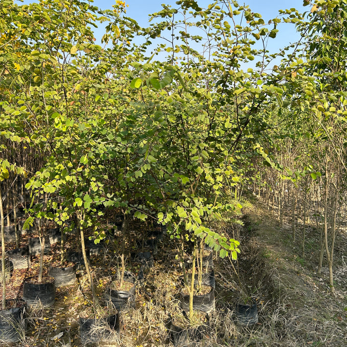 Bahunia Tomentosa, Yellow Bell Orchid, Orchid Tree, Yellow Kachnar Tree