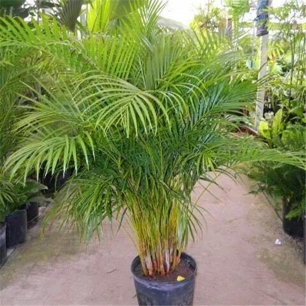 Bamboo Palm - Chamaedorea Seifrizii