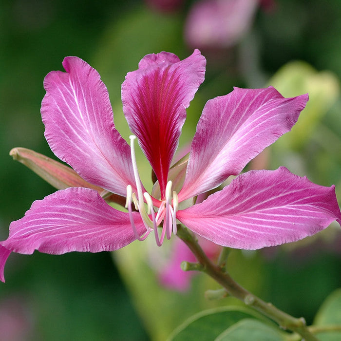 Bauhinia purpurea (Hybrid Pink) - Avenue Trees