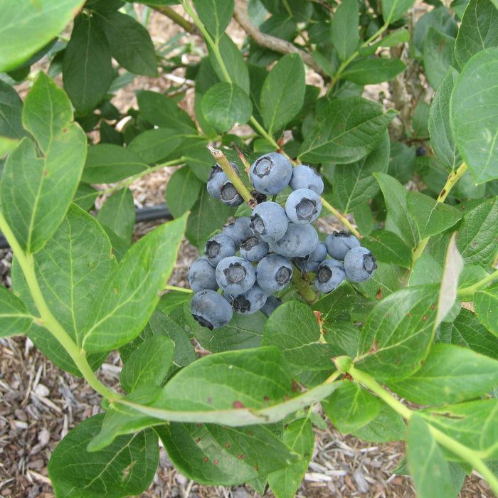 Blueberry Plants for Sale | Enhance Your Garden and Enjoy Delicious, Nutritious Fruit