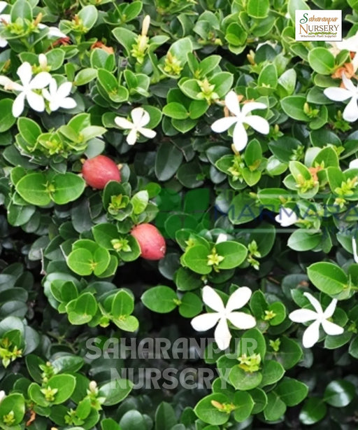 Natal Plum Plant, Carissa macrocarpa, Carissa grandiflora, Common Carissa