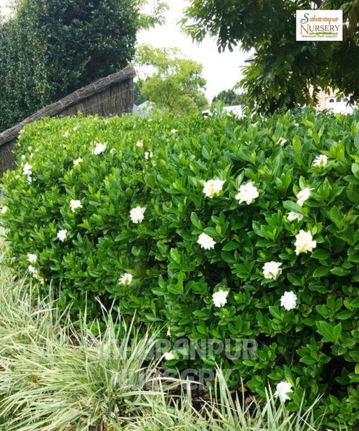 Natal Plum Plant, Carissa macrocarpa, Carissa grandiflora, Common Carissa
