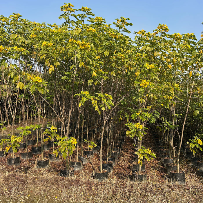 Buy Cassia Glauca - The Golden Beauty Tree | Saharanpur Nursery